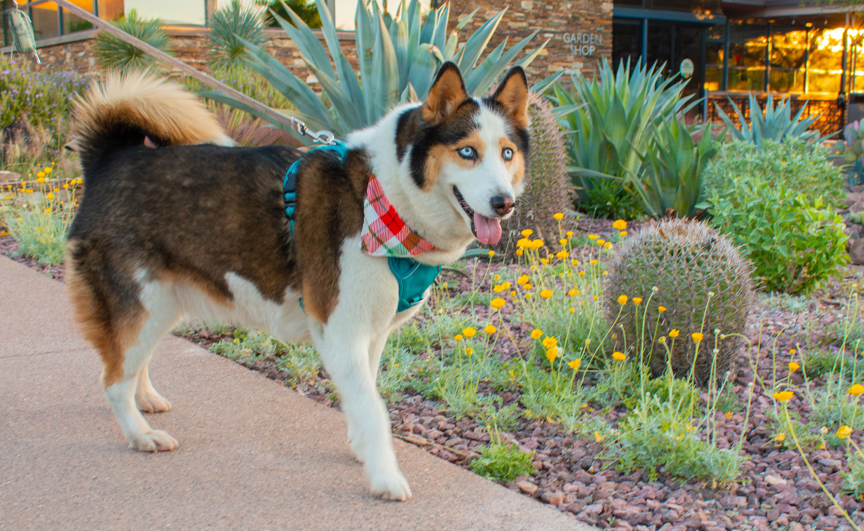 Steps and Dog Feature_1