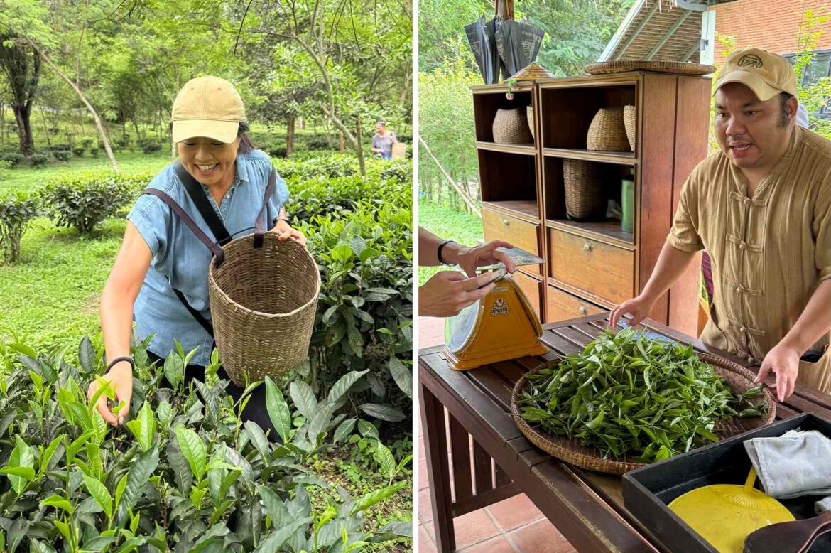 What It's Like to Visit Araksa Tea Garden in Thailand