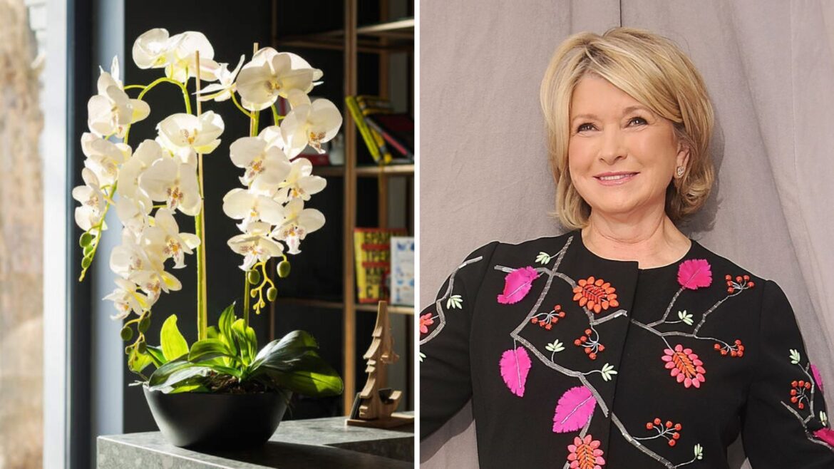 Martha Stewart's orchids