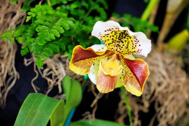 This Cypripedium calceolus is among more than 100 types of orchids to be showcased throughout "Orchid Rodeo," this year's annual orchid show at the Cleveland Botanical Garden. (Courtesy of Holden Forests & Gardens)
