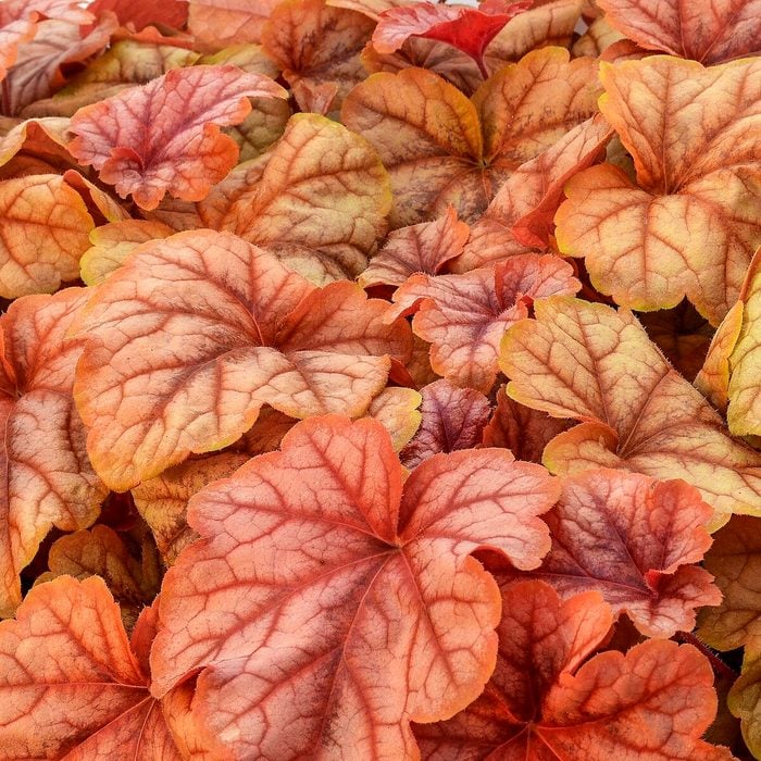 Tnheucherella Copper Cascade