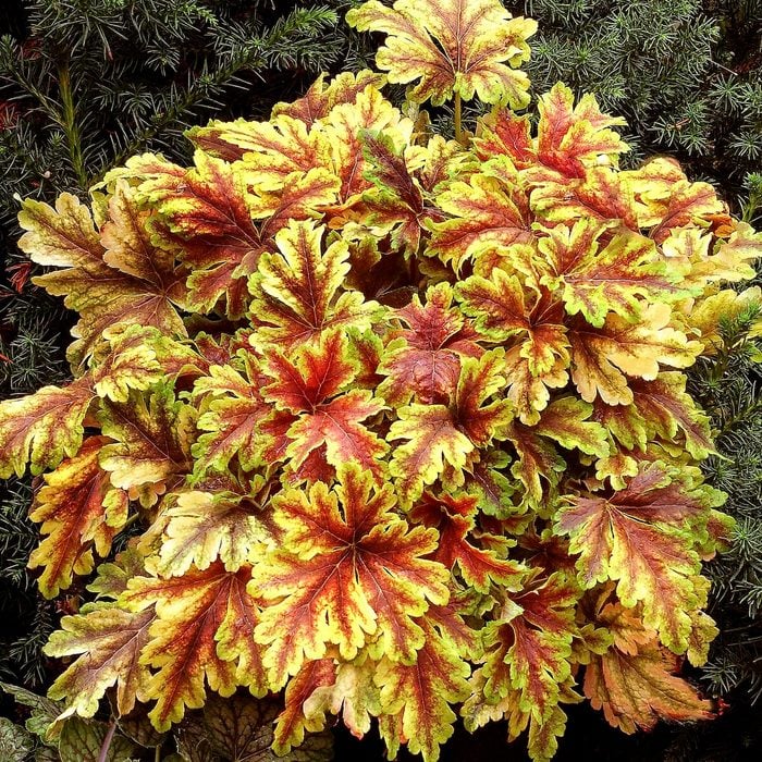 Tnheucherella Gold Zebra