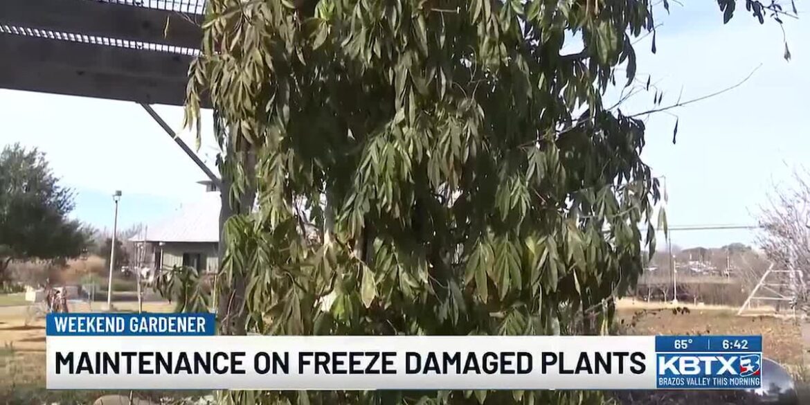 Wait on maintenance on any freeze damaged plants