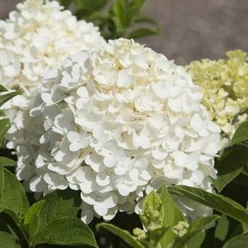 Southern Living White Wedding Paniculata Hydrangea Live Shrub in 2-Gallon Grower Pot