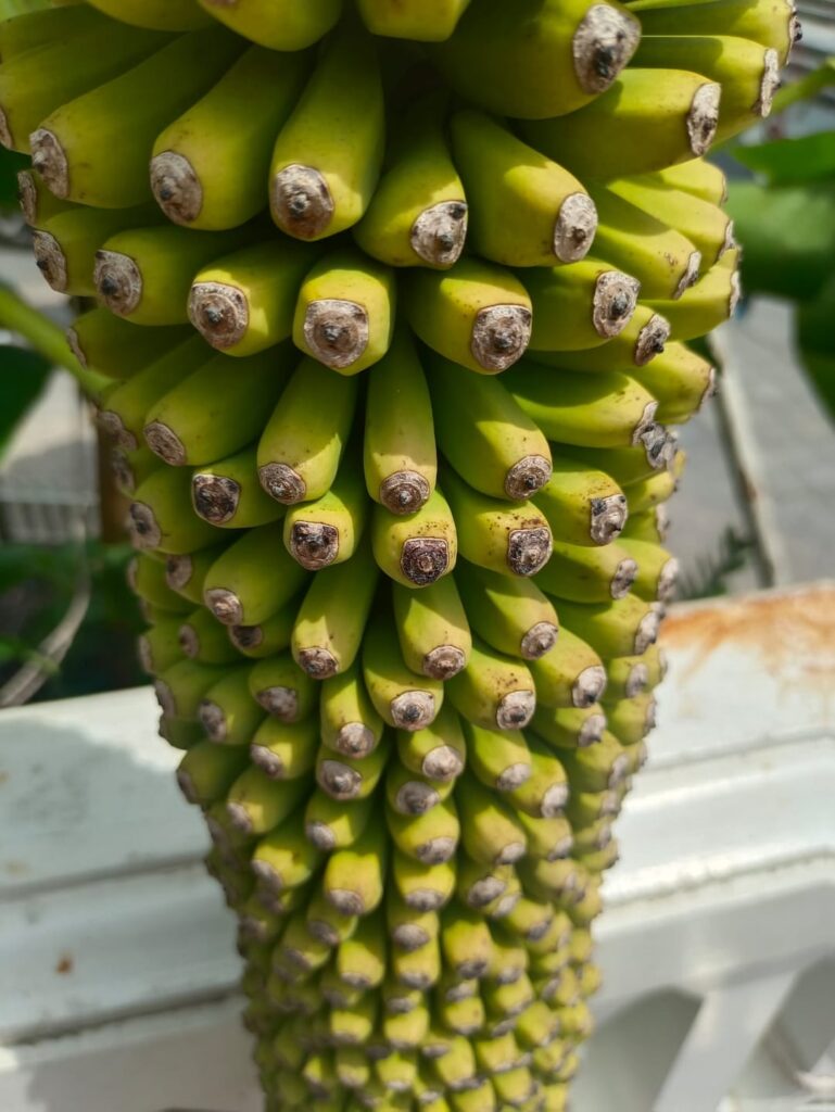 Thailand has such cute bananas, these ones are soo sweet too💫