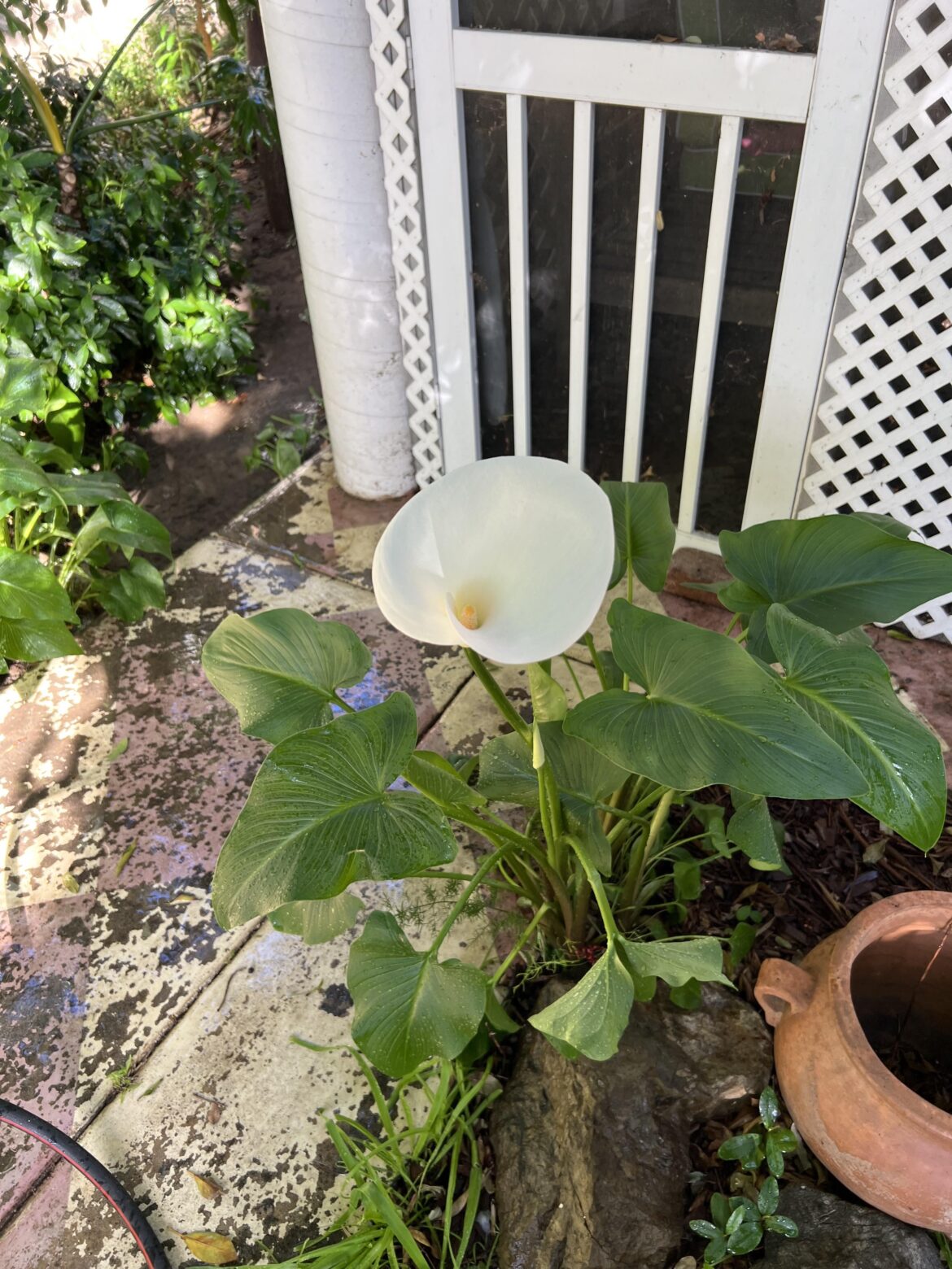 The Calla lilies are in bloom again..