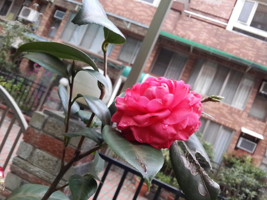 The first pink Camellia of the year is in full bloom!