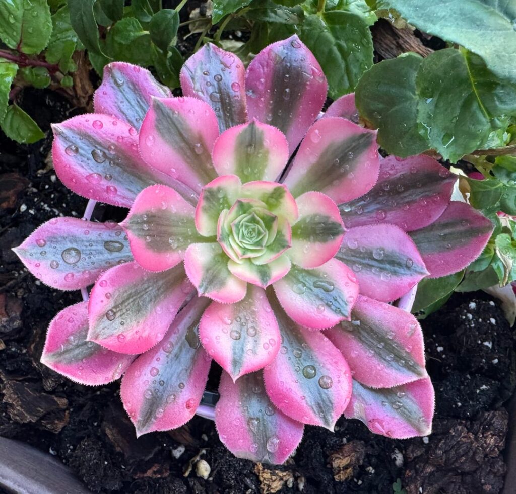 They make me so happy