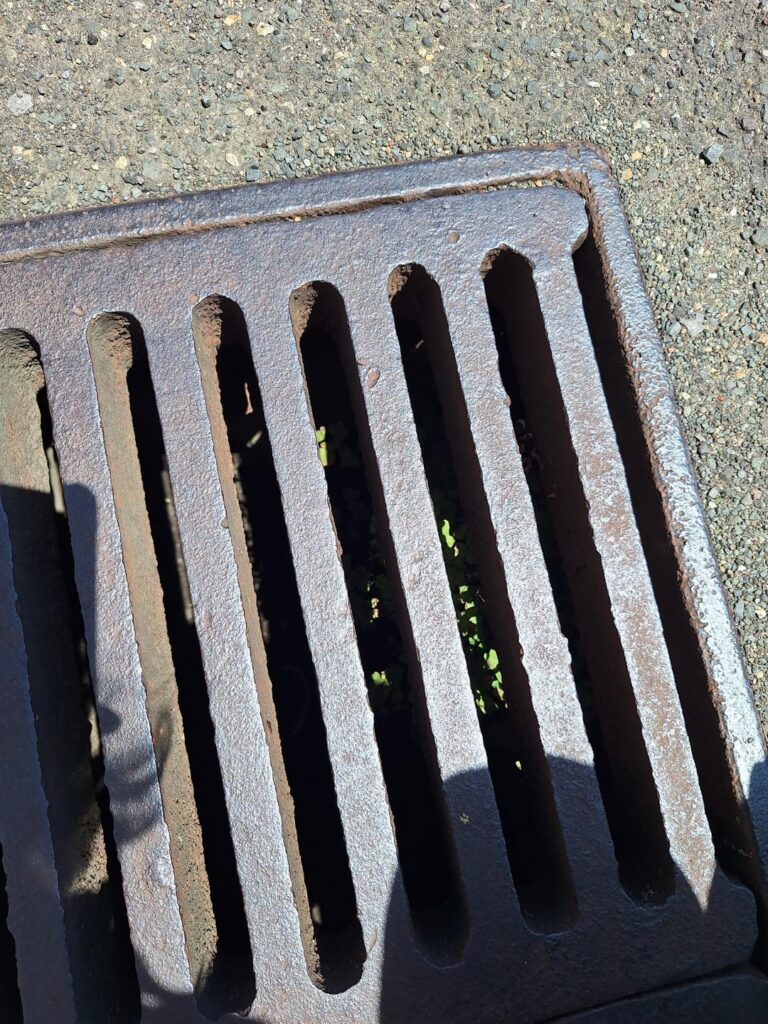 This concrete pit has no trouble growing a maidenhair