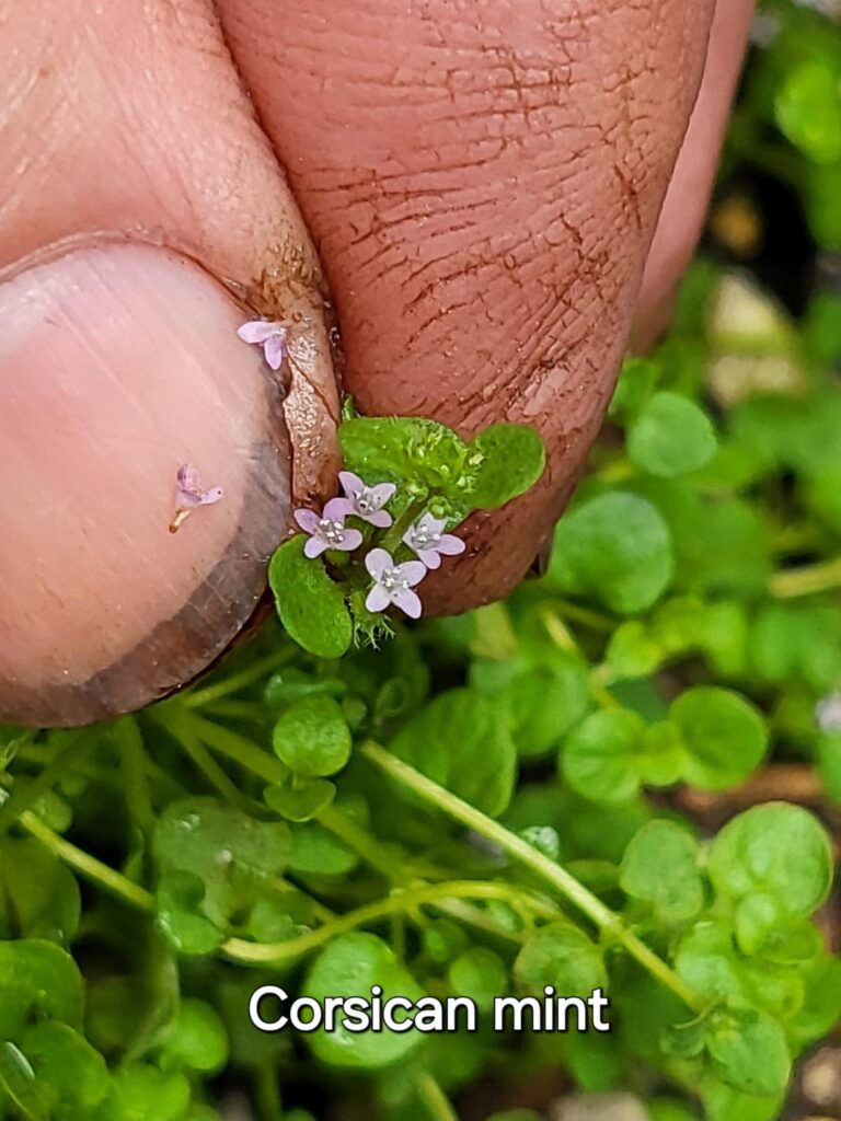 Tiny flowers of Corsican mint