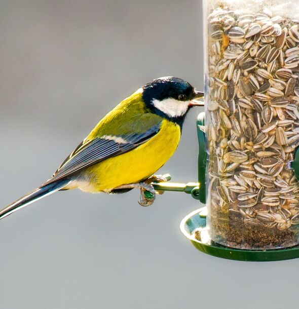 Great Tits on feeder