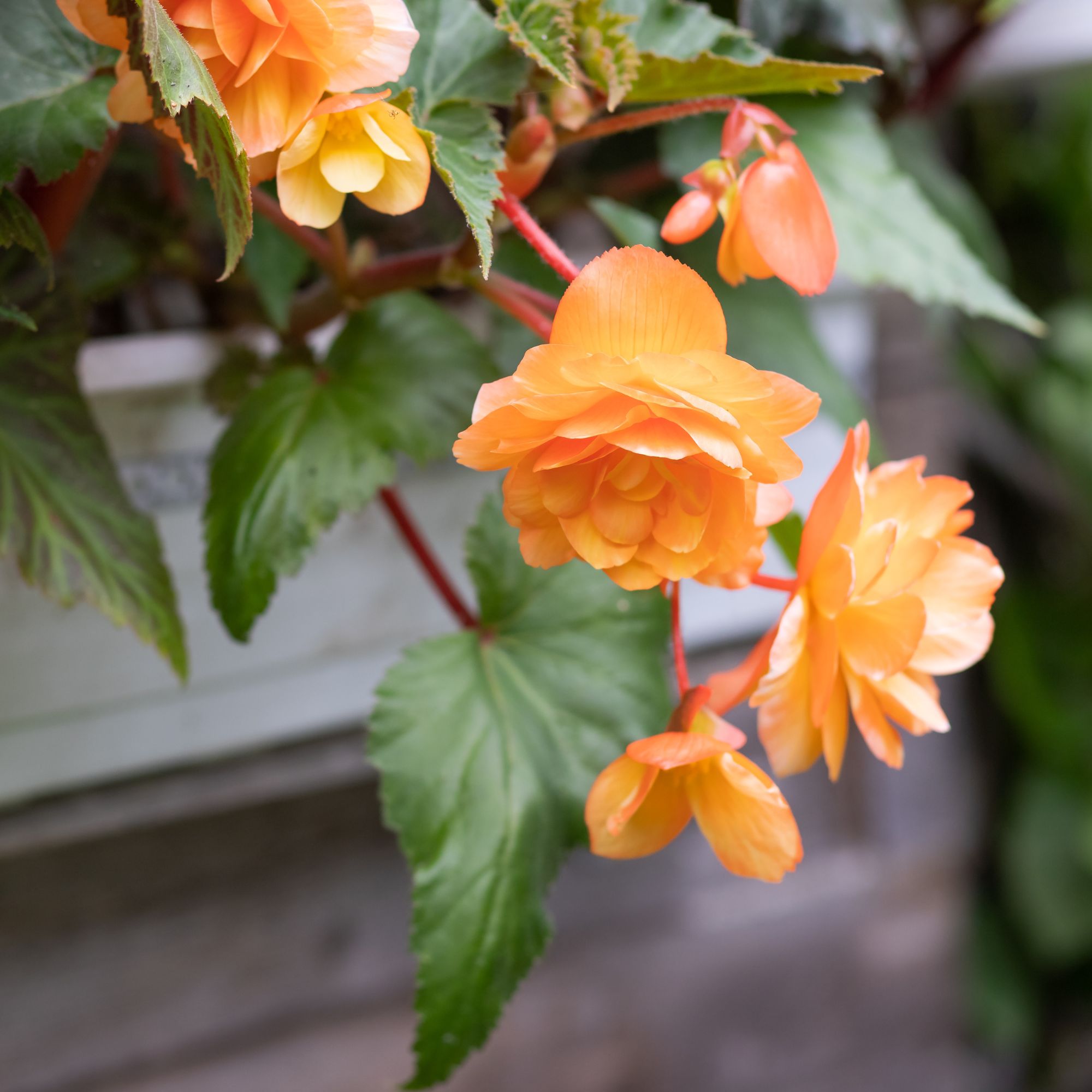 orange begonia flowers
