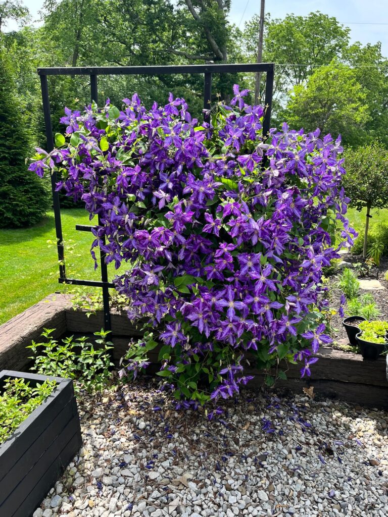 Trimming Clematis Trimming Clematis