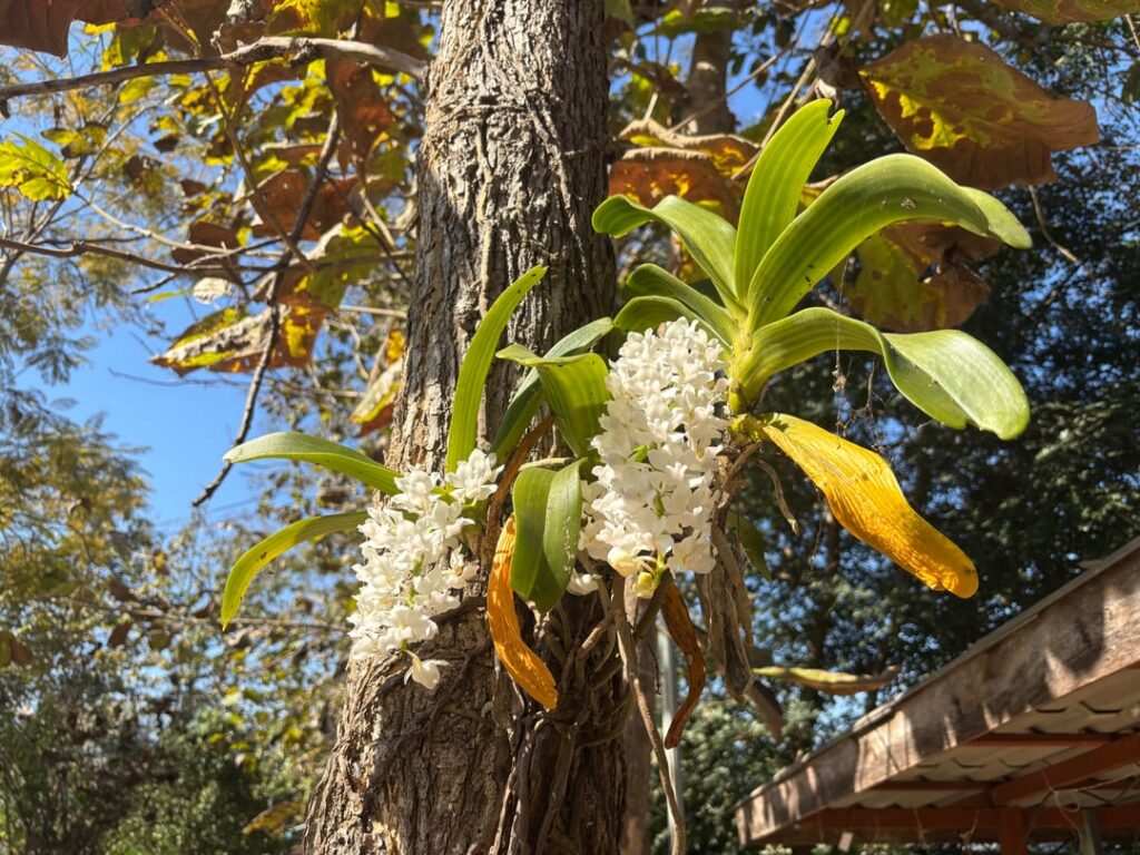 Tropical flowers from our garden.
