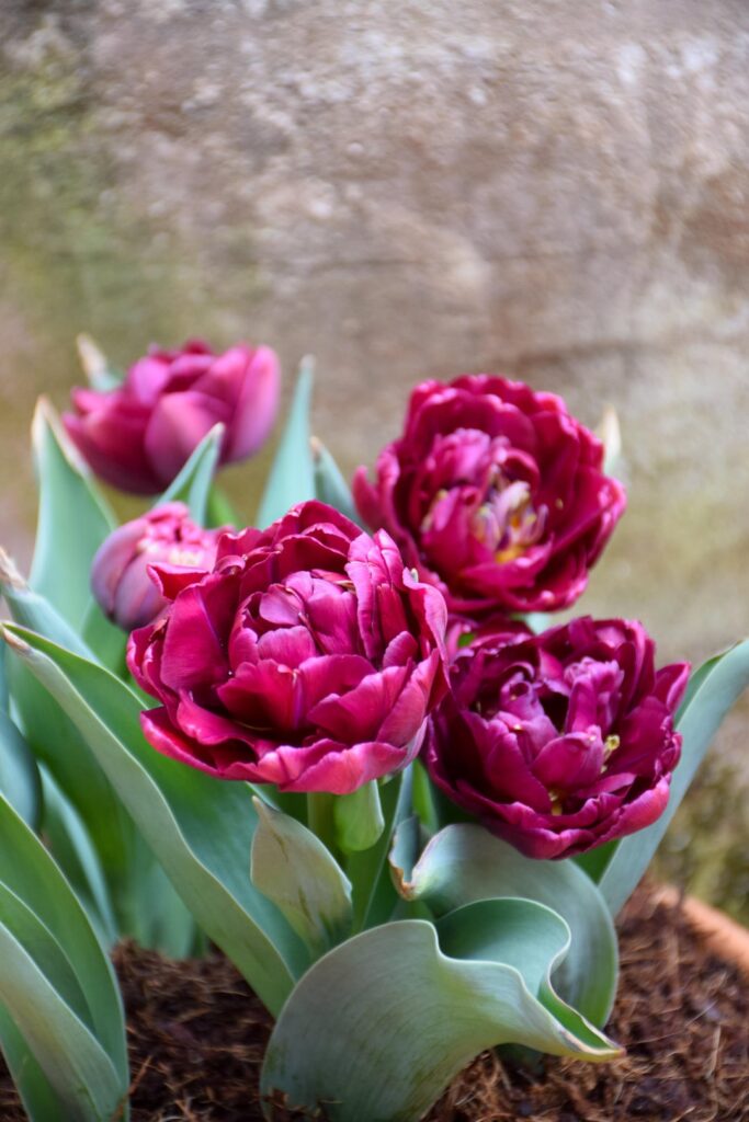 Tulips from my garden over the past few seasons 🌷 Can’t wait for the new ones to bloom! Greetings from Serbia 🇷🇸