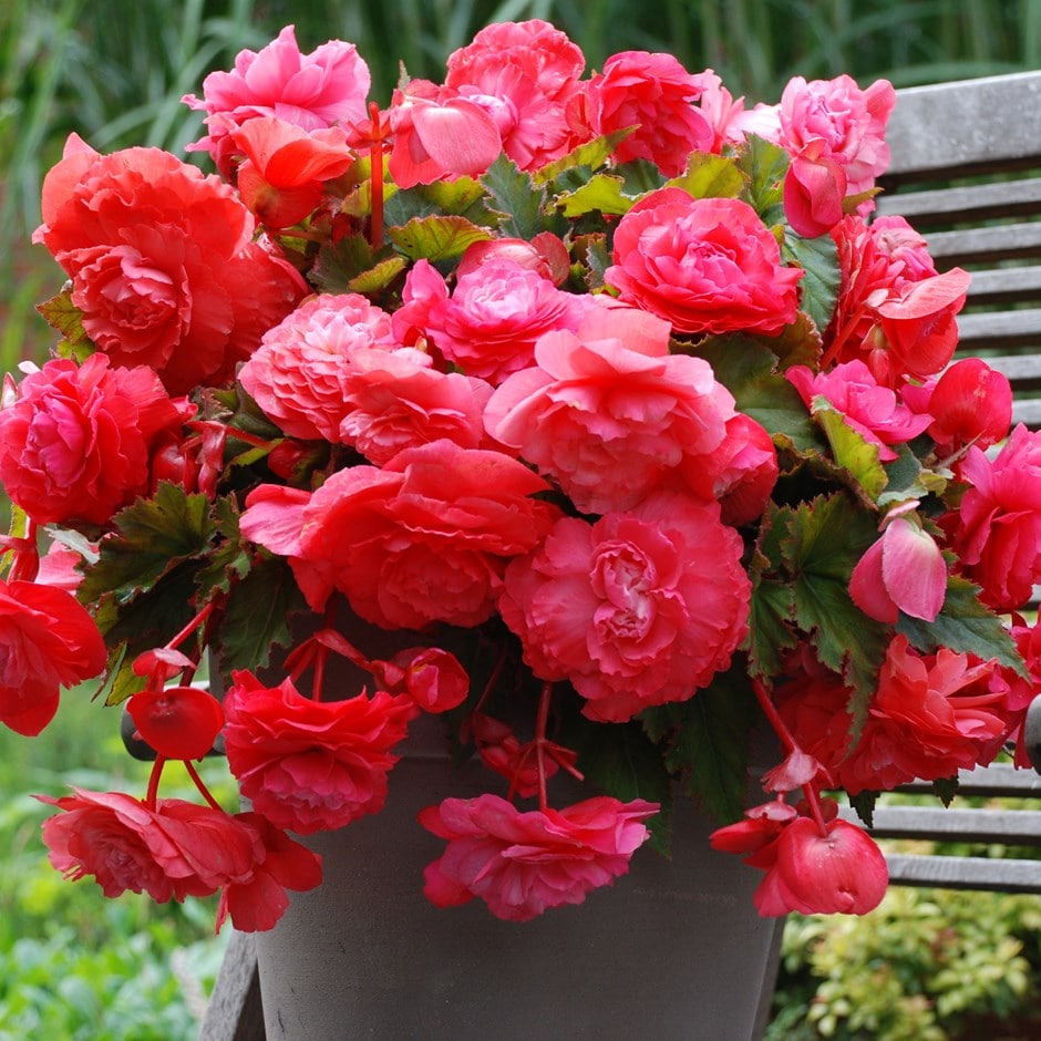 Begonia 'pink Flamingo'