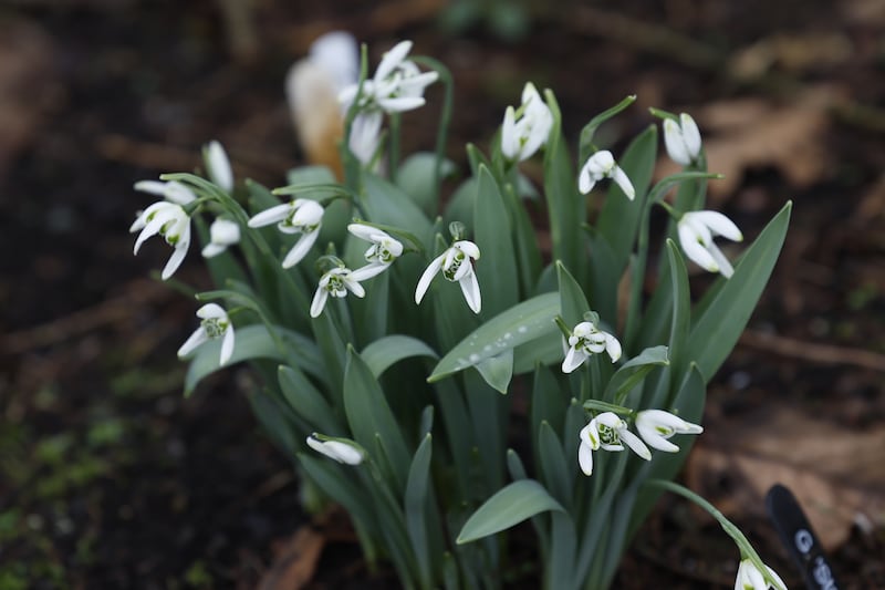 Hunting Brook in Blessington, Co Wicklow, home to one of the largest collections of snowdrops in Ireland.  Photograph: Nick Bradshaw