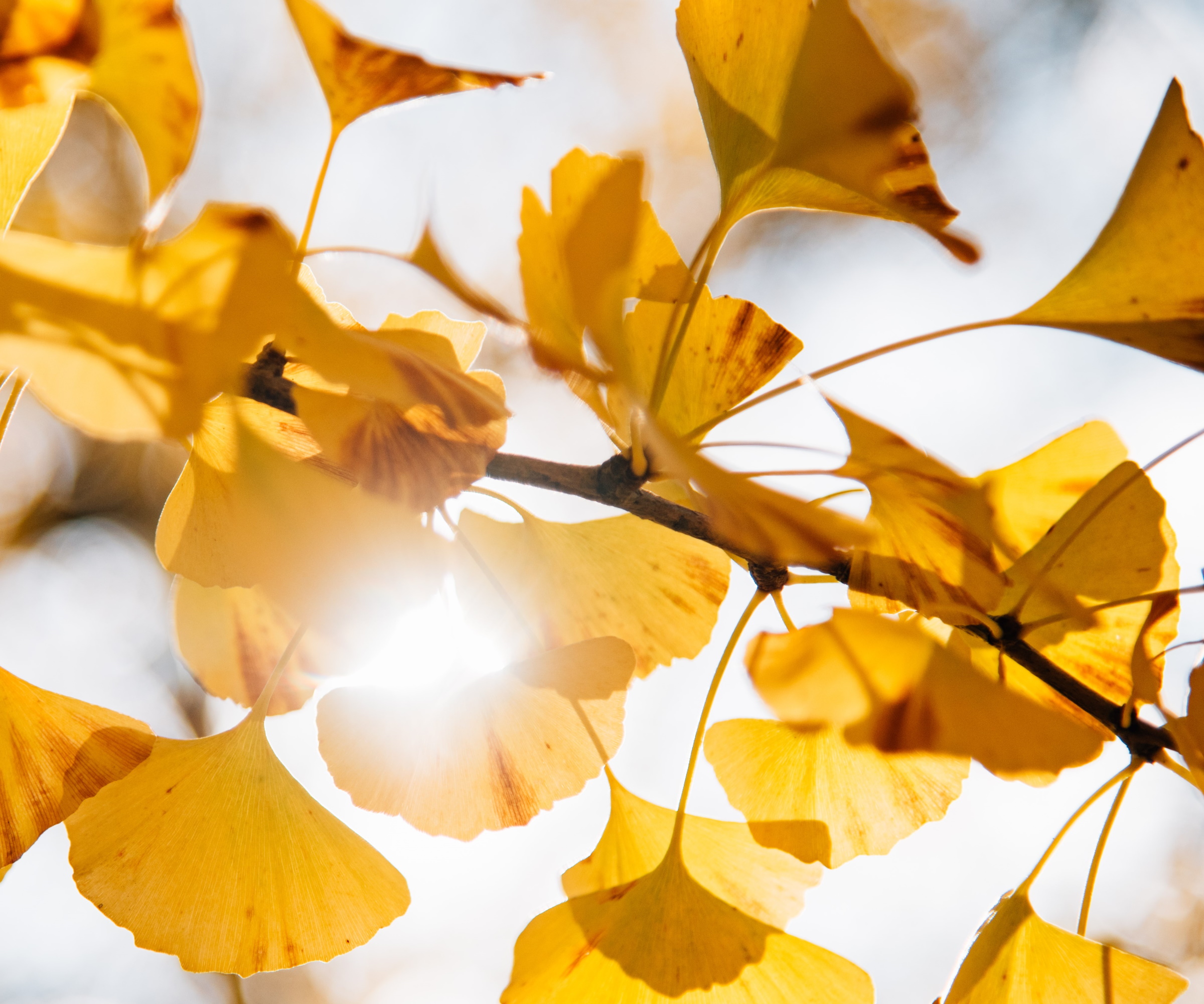 Ginkgo tree with yellow foliage in the fall