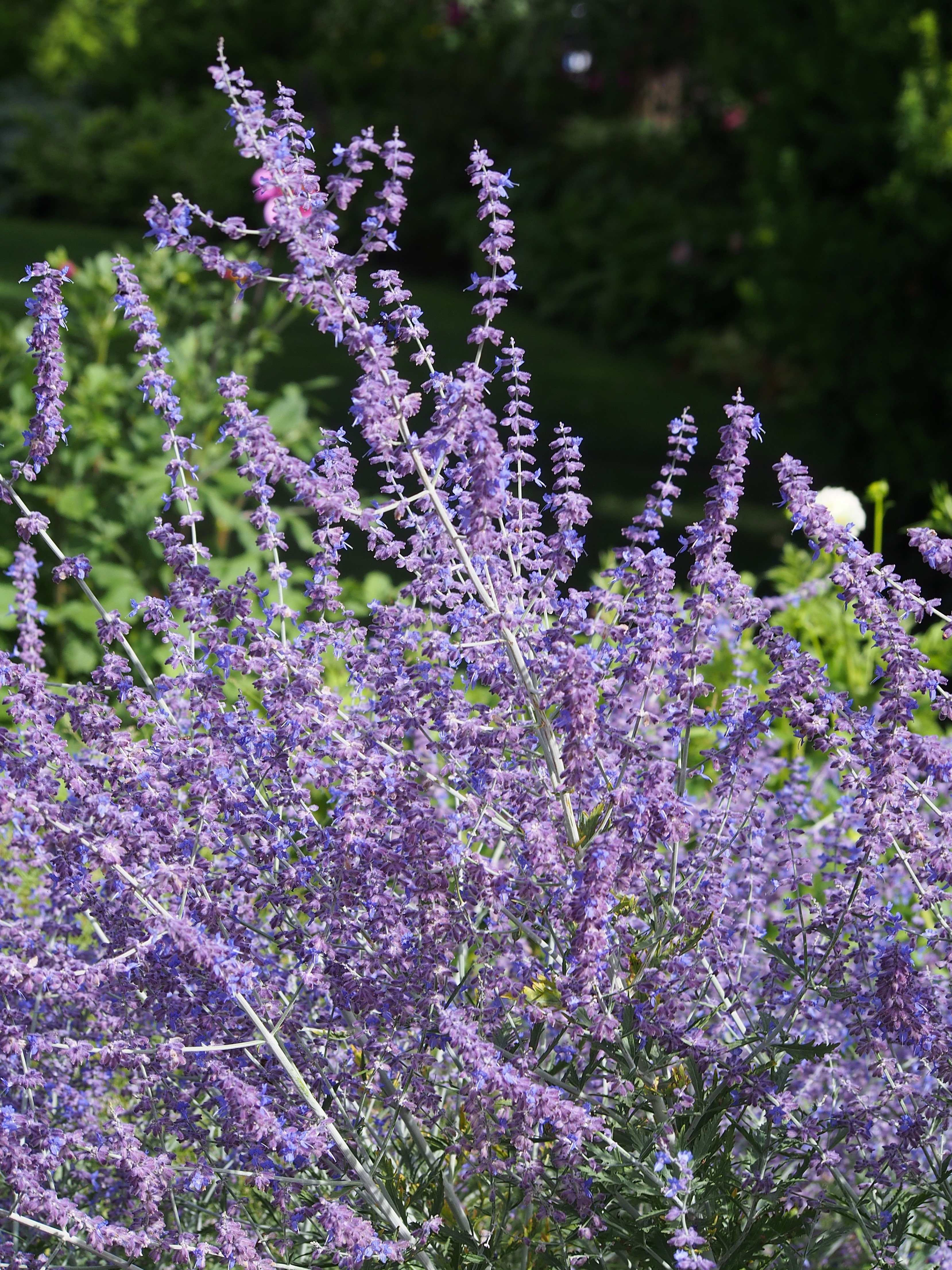 Upper: Russian sage (Perovskia atriplicifolia or Salvia yangii). This woody-based...