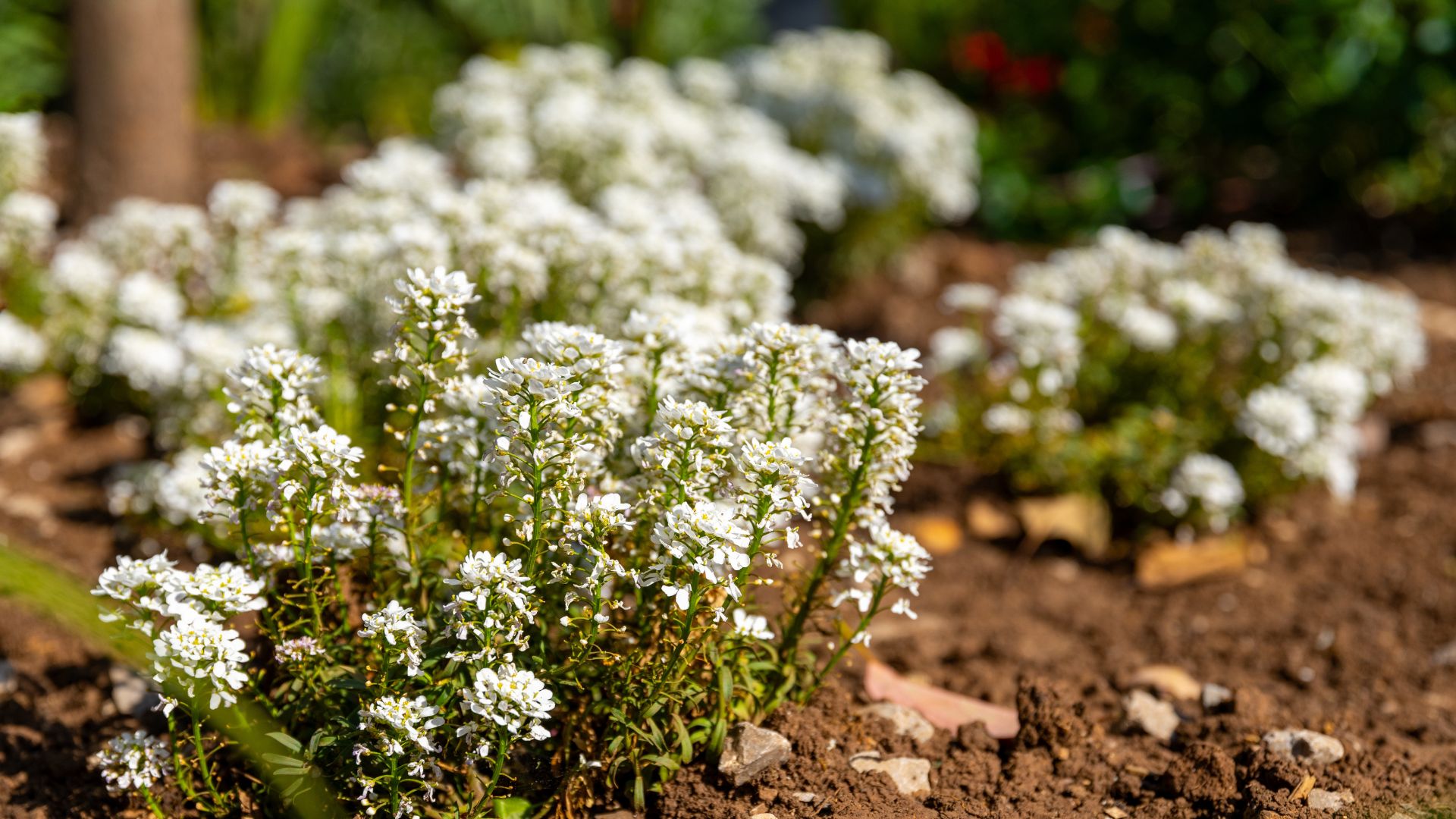 picture of sweet alyssum