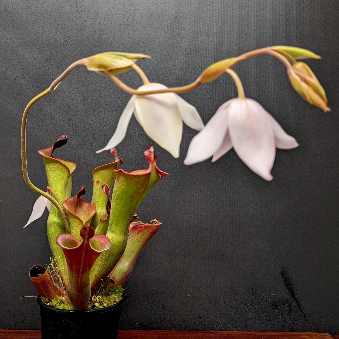Heliamphora (sun pitchers)