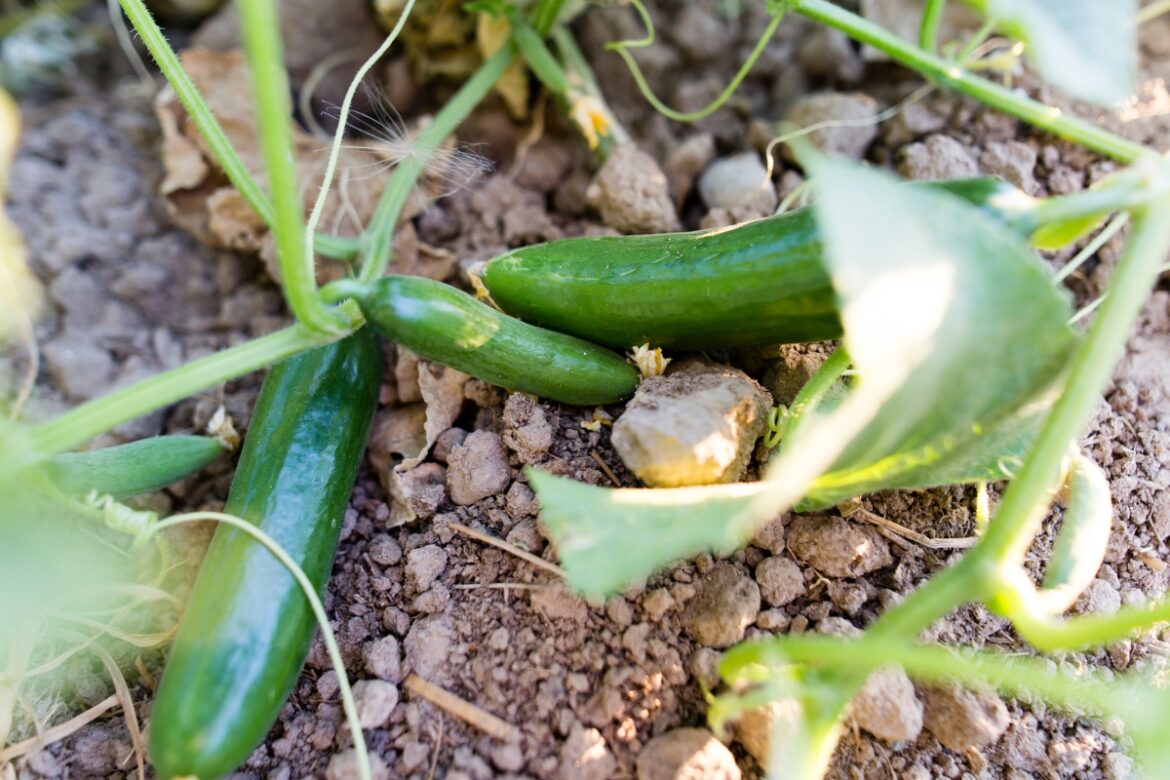 How to prepare your garden before spring planting