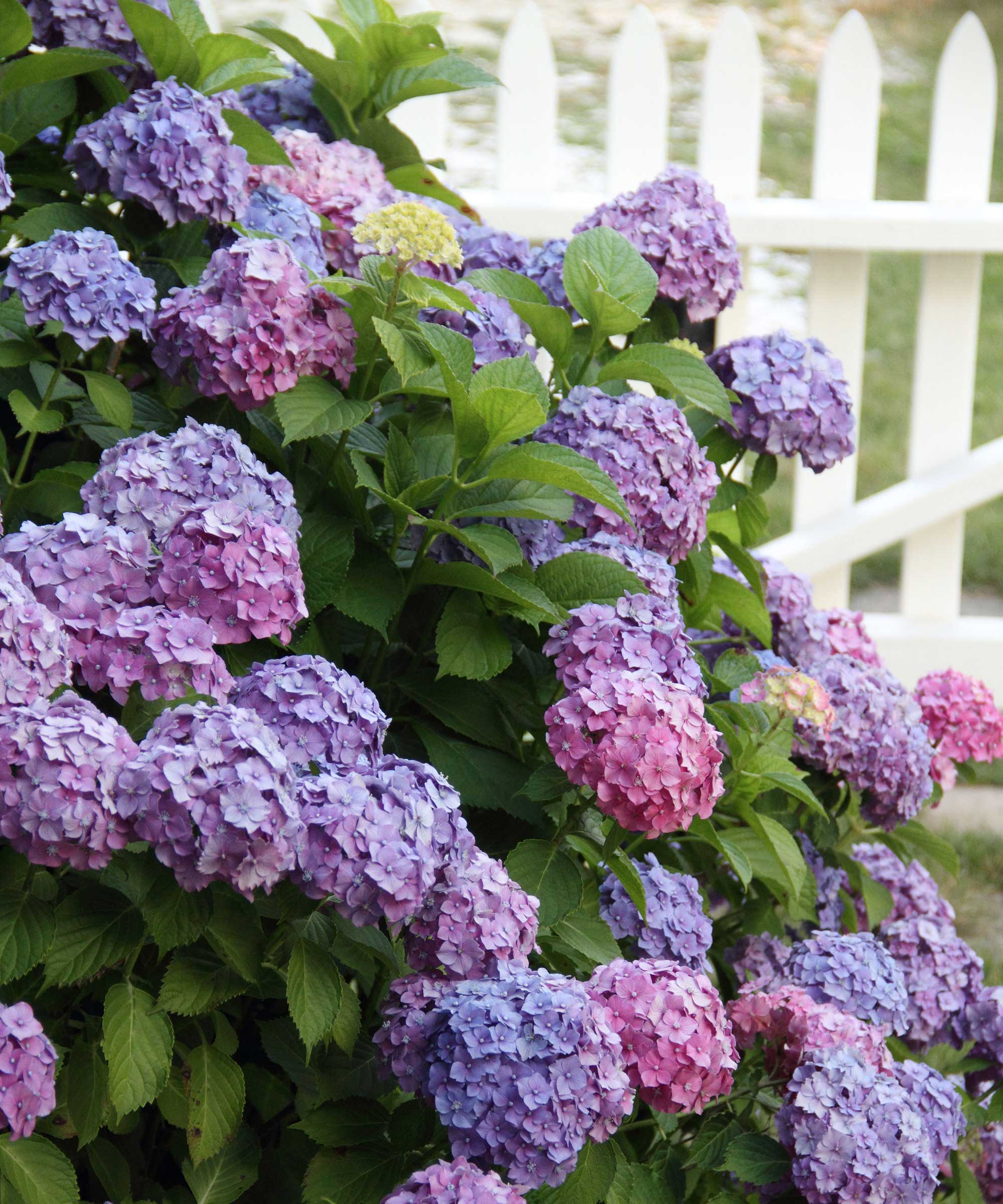 pink hydrangea shrub