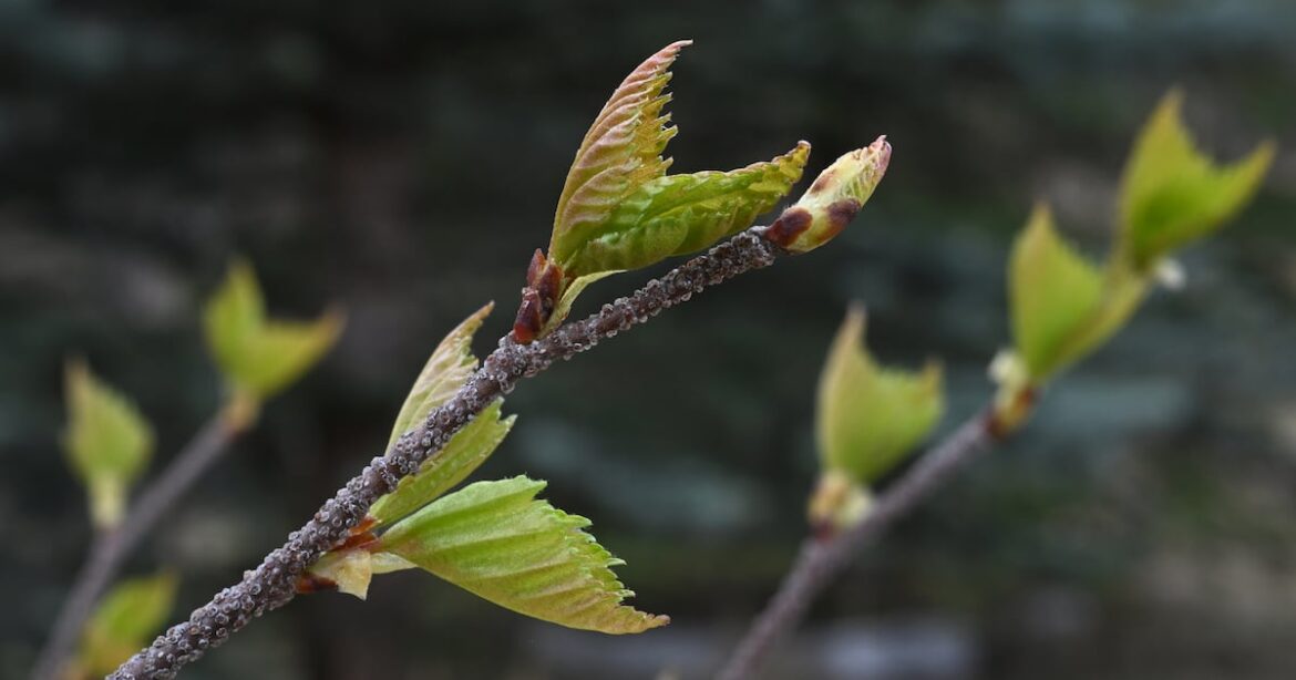 Even in midwinter, it’s possible to force flowering plants into bloom