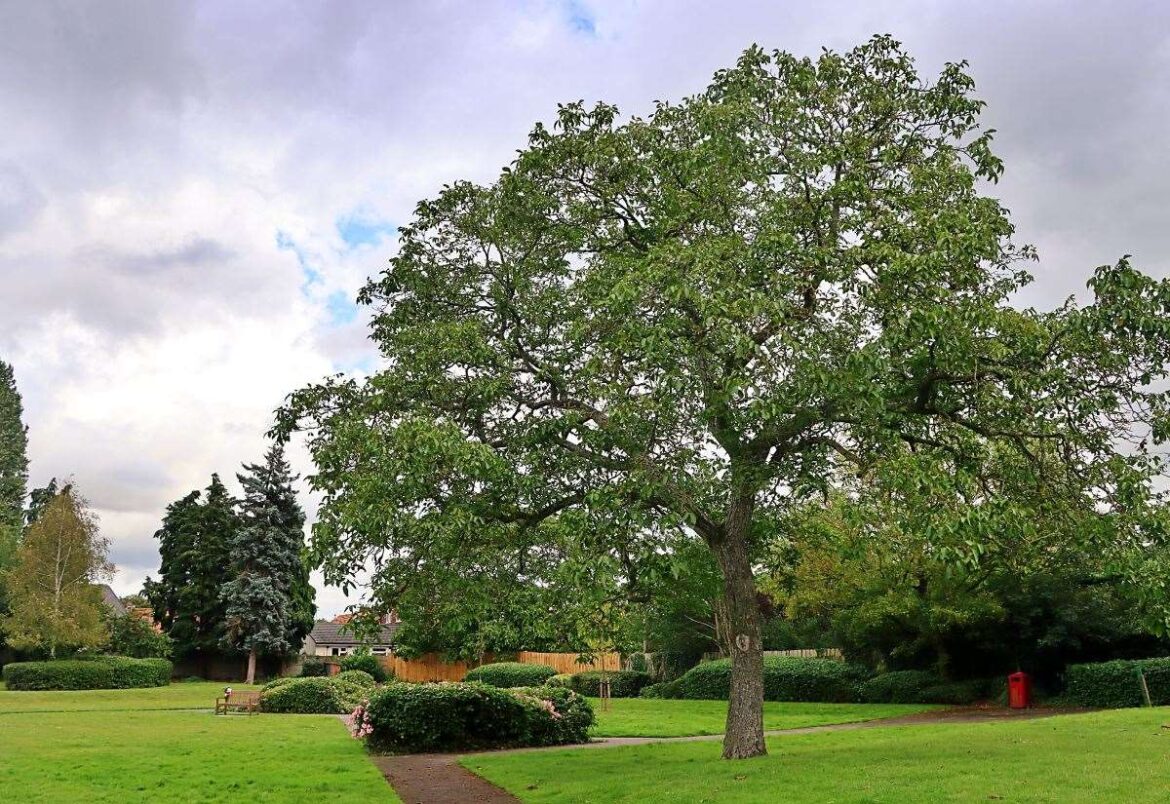 Newark Town Council refuse request to turn area of Beaumond Gardens into community garden