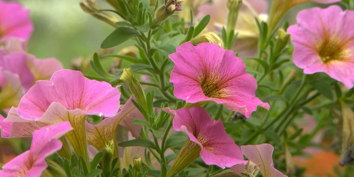 When can I plant my garden? Sooner than you may think When can I plant my garden? Sooner than you may think