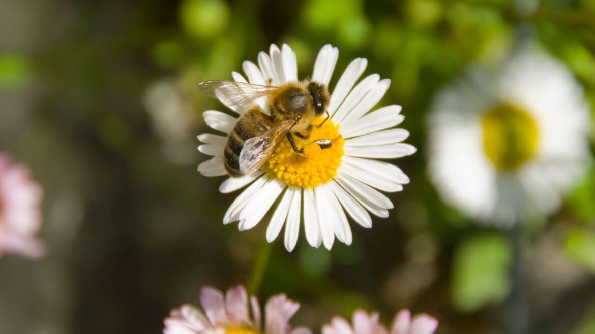 Birth Month Bees: Discover All 12 and How to Help Them Bee on white daisy