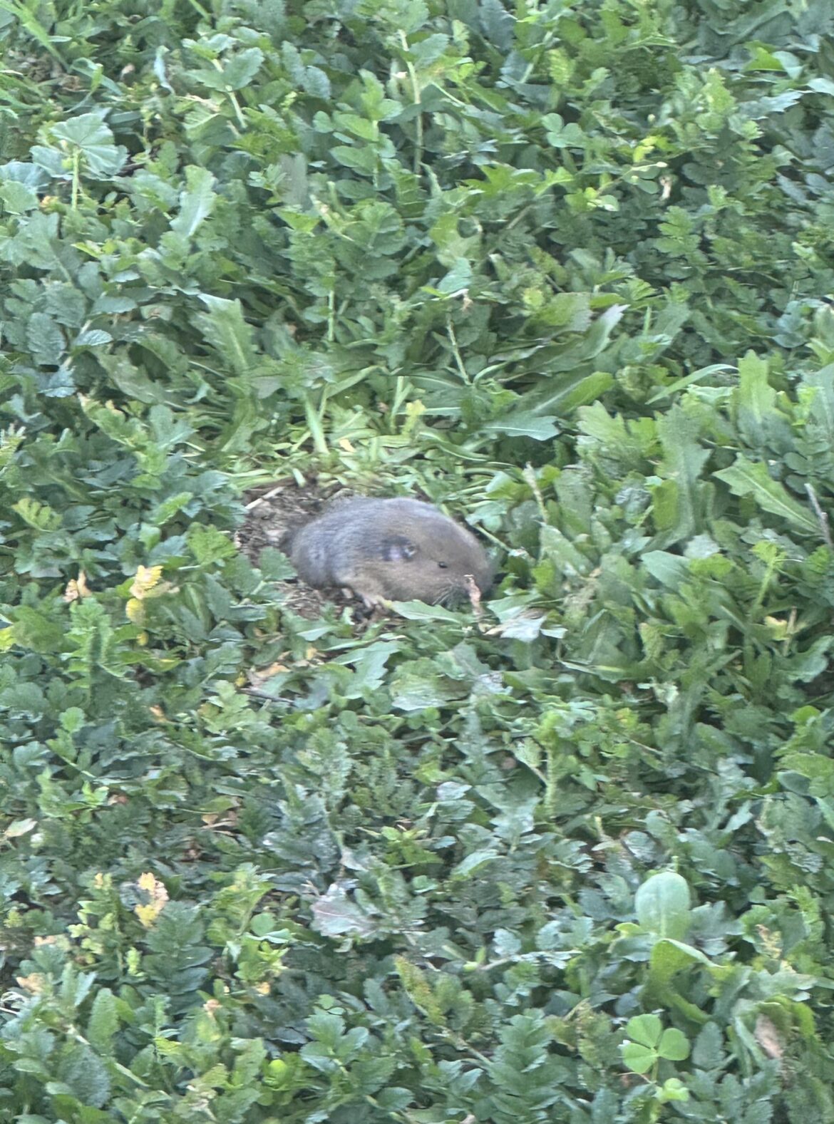 What animal is this and how do I humanely stop it from messing up my garden and yard?