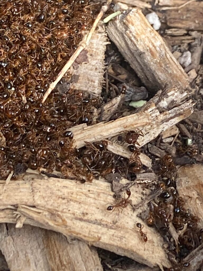 What are these ants doing? Can I use the dead ones as compost? Will this affect my kiwi plant?