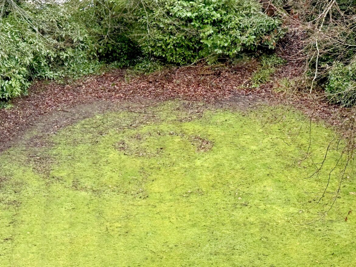 What are these curious circles in the grass at the end of my garden?
