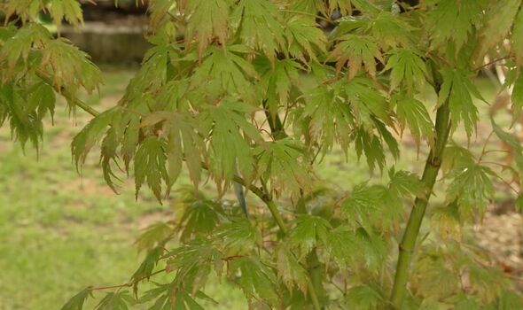 Acer ‘Artic Jade’ Acer ‘Artic Jade’