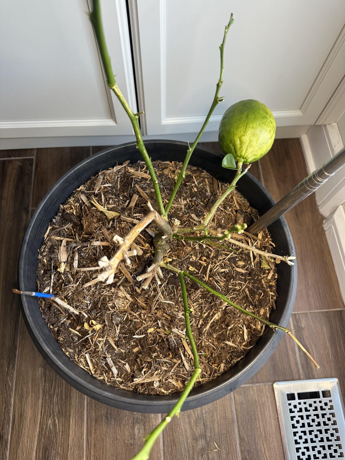 When to pick a lemon on tree with no leaves?