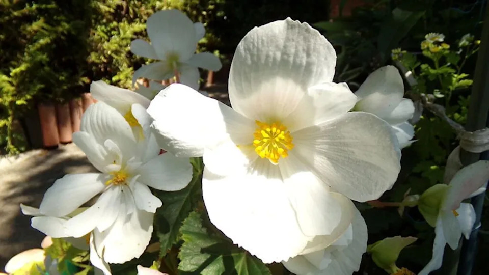 White Begonia, Spring, year 2017