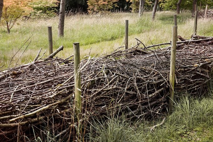 Why You Should Recycle Branches Gettyimages 926878126