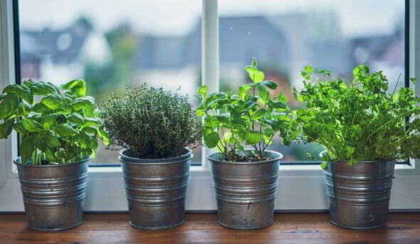 Window herb pots