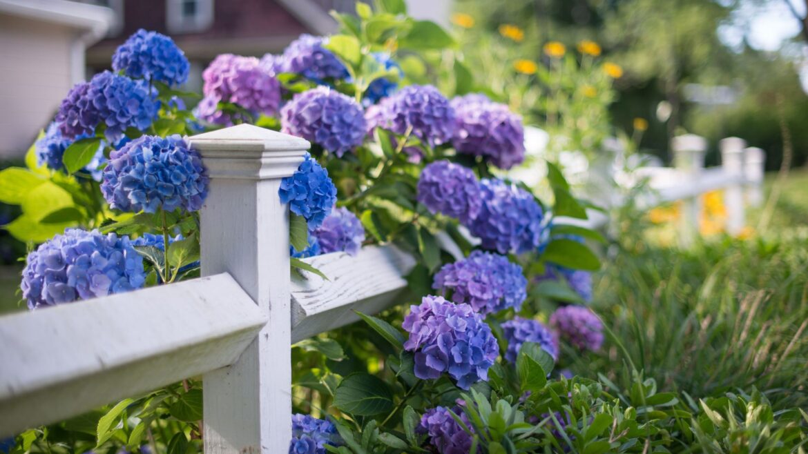 4 major hydrangea pruning mistakes to avoid this spring 4 major hydrangea pruning mistakes to avoid this spring