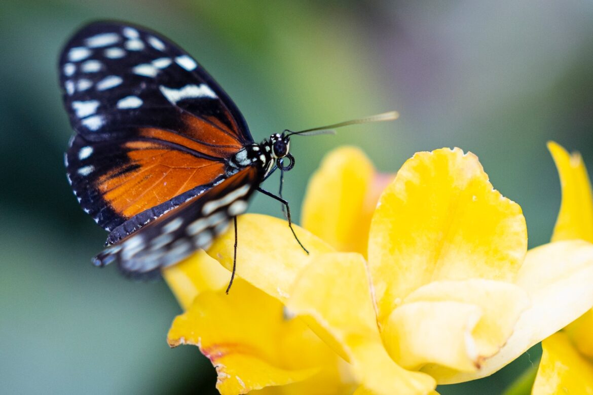 7,000 butterflies from 4 continents will soon fill Frederik Meijer Gardens Mostly Sunny