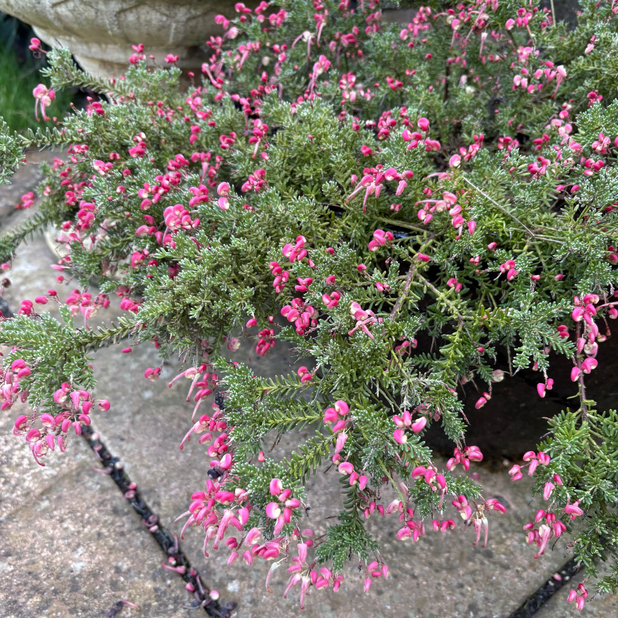 Flowering Grevillea 'Coastal Gem' growing in a pot on a patio in a garden