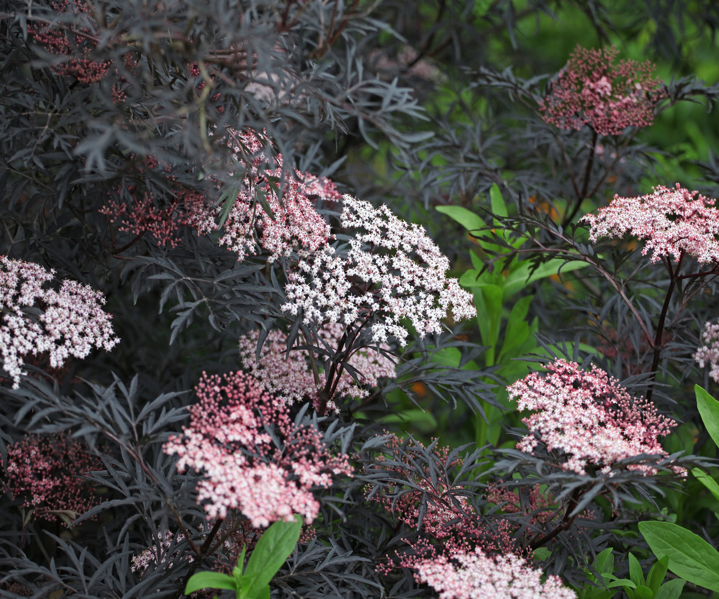 Sambucus nigra, Black Elder