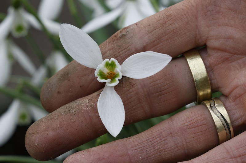 Hunting Brook in Blessington, Co Wicklow, home to one of the largest collections of snowdrops in Ireland.  Photograph: Nick Bradshaw