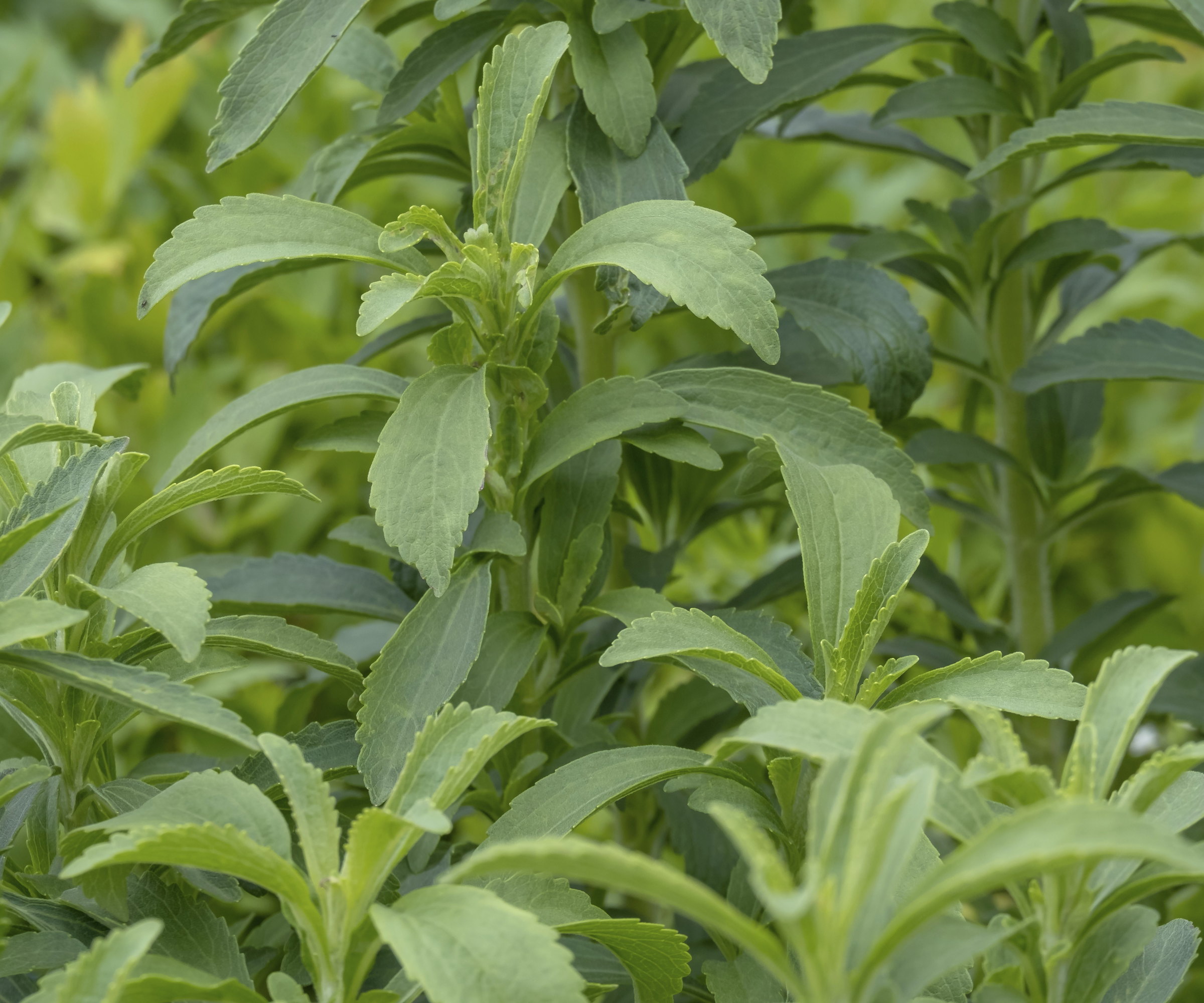 The leaves and stems of a clump of Stevia rebaudiana plants growing in a garden