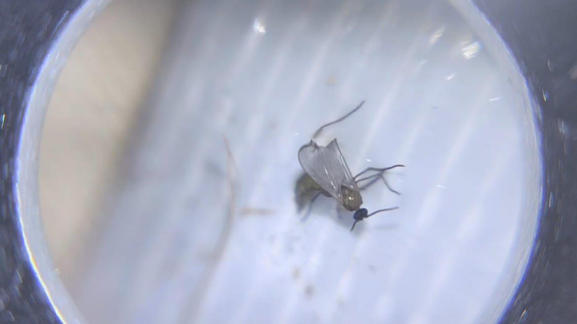 Need help to ID this guy and eradication?