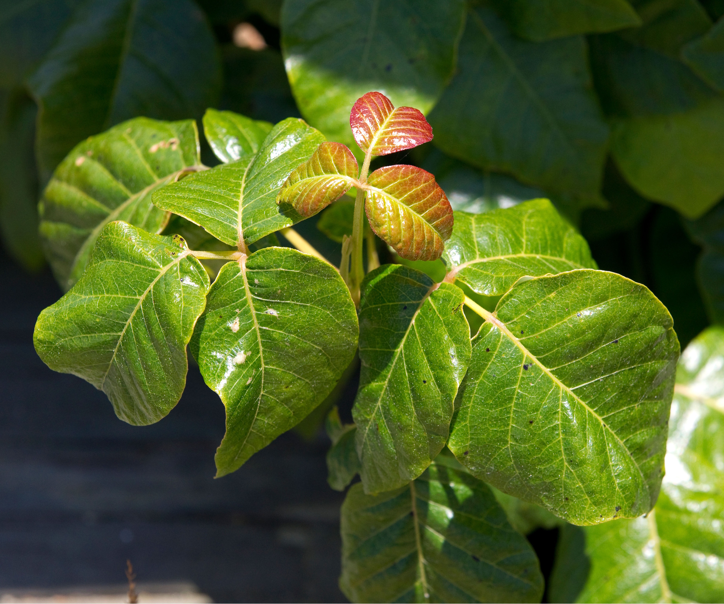 Poison ivy green leaves