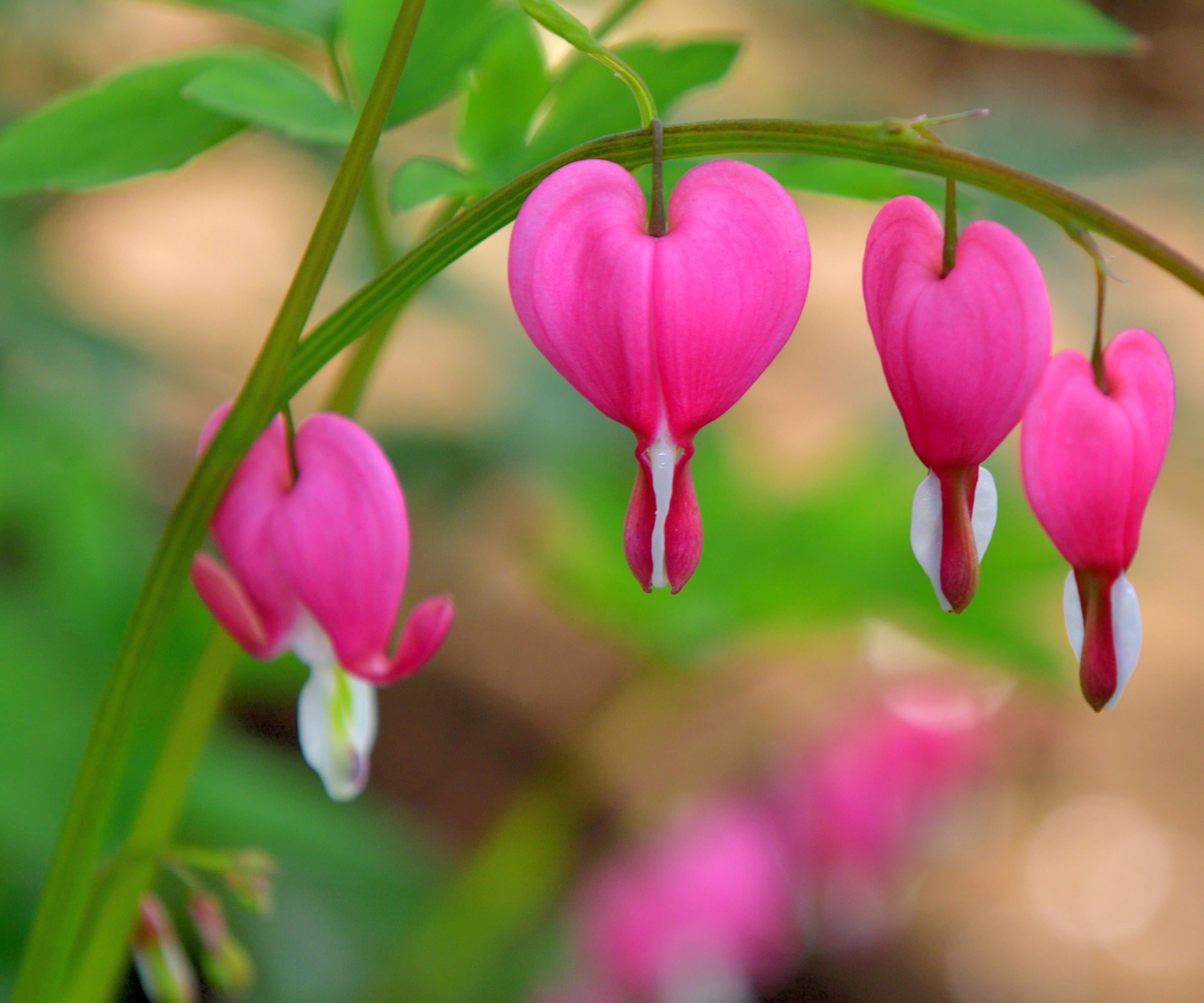 Bleeding heart with pink and white blooms