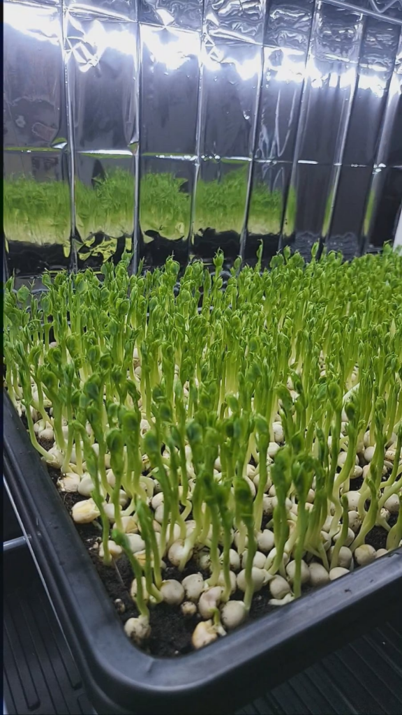 7 Days Growth Timelapse 🚀