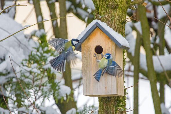 a blue tit and a great tit are fighting in winter at a birdhouse with a snow-covered roof in the garden a blue tit and a great tit are fighting in winter at a birdhouse with a snow-covered roof in the garden